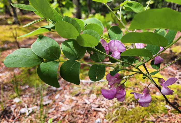 Robinia hispida var. rosea, Boynton's Locust