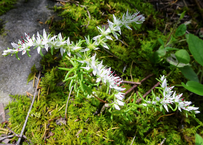 image of Sedum pulchellum, Widow's Cross, Glade Stonecrop, Rock Moss, Lime Stonecrop