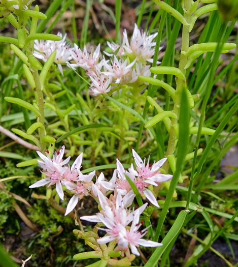 image of Sedum pulchellum, Widow's Cross, Glade Stonecrop, Rock Moss, Lime Stonecrop