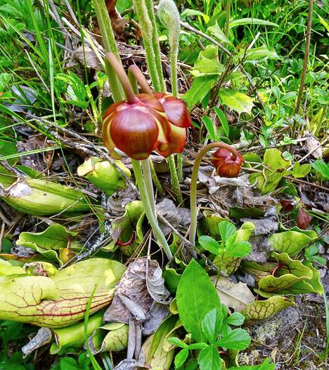 image of Sarracenia purpurea var. montana, Southern Appalachian Purple Pitcherplant