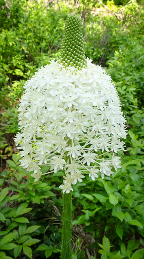 image of Xerophyllum asphodeloides, Eastern Turkeybeard, Beargrass, Mountain-asphodel