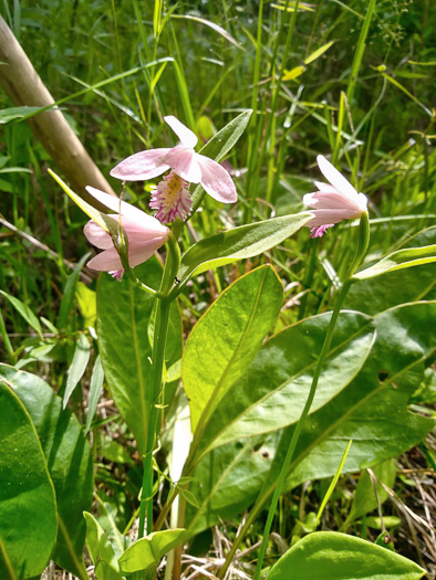 image of Pogonia ophioglossoides, Rose Pogonia, Snakemouth Orchid, Beardflower, Addermouth