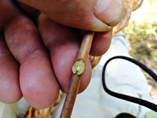 image of Ptelea trifoliata, Wafer-ash, Hoptree