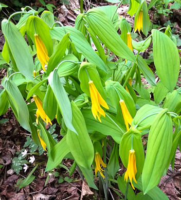 image of Uvularia grandiflora, Large-flowered Bellwort