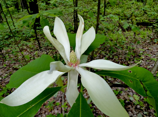 image of Magnolia tripetala, Umbrella Magnolia, Umbrella-tree