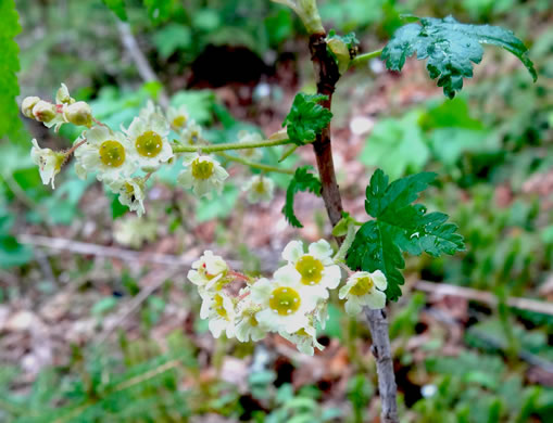 image of Ribes glandulosum, Skunk Currant, Mountain Currant