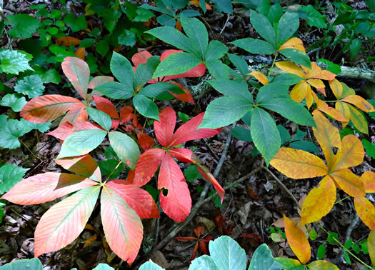 image of Aesculus sylvatica, Painted Buckeye