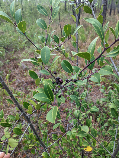 image of Ilex coriacea, Sweet Gallberry, Big Gallberry, Large Gallberry