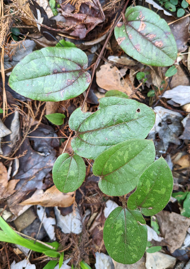 image of Smilax pumila, Dwarf Smilax, Sarsaparilla-vine