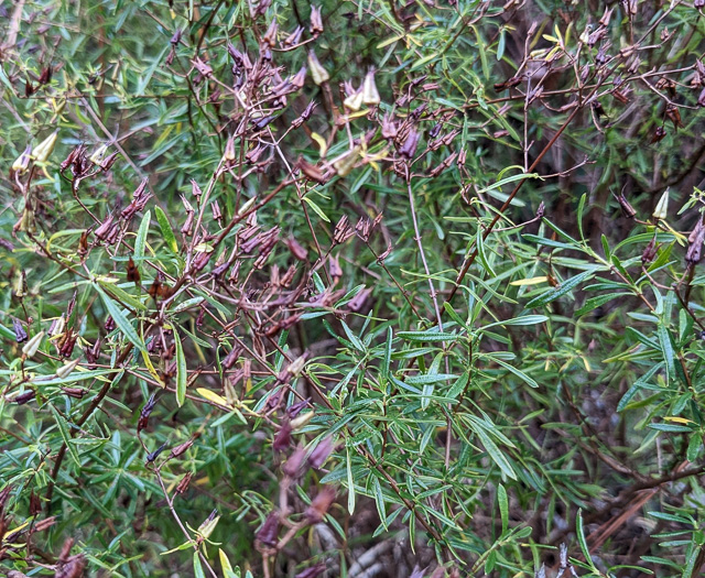 image of Hypericum galioides, bedstraw St. Johnswort