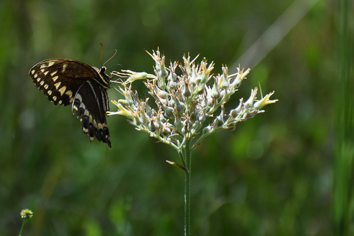 image of Lachnanthes caroliniana, Carolina Redroot