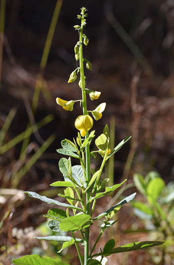 image of Crotalaria spectabilis, Showy Rattlebox