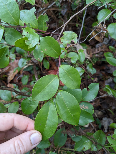 image of Lyonia lucida, Shining Fetterbush, Lyonia, Hemleaf