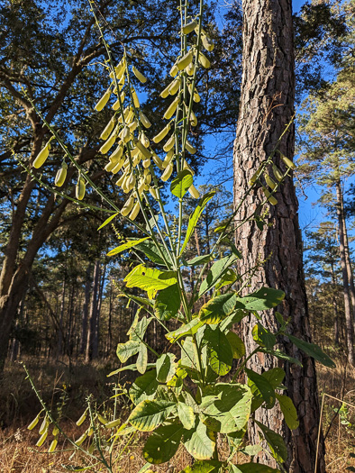 image of Crotalaria spectabilis, Showy Rattlebox