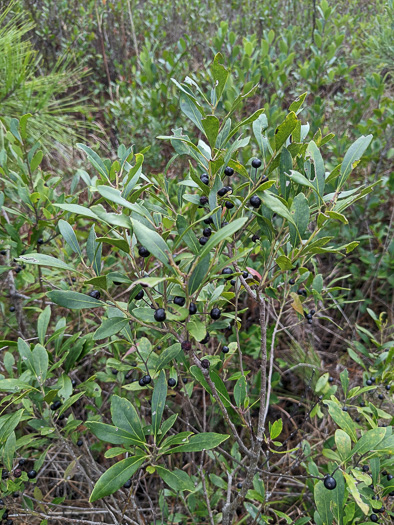 image of Ilex glabra, Inkberry, Bitter Gallberry, Little Gallberry