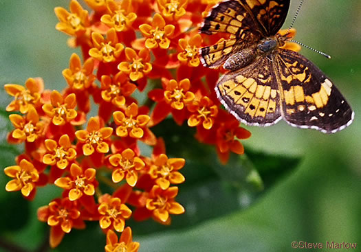 Butterfly Milkweed