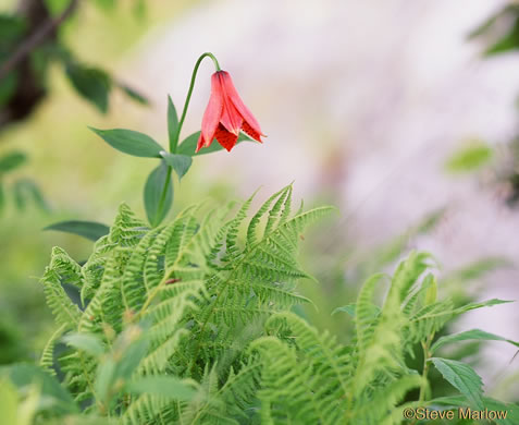 image of Lilium grayi, Gray's Lily, Roan Lily