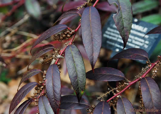 image of Leucothoe fontanesiana, Mountain Doghobble, Highland Doghobble, Switch-ivy