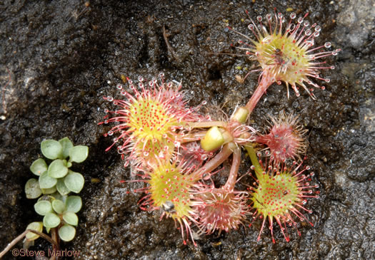 Roundleaf Sundew