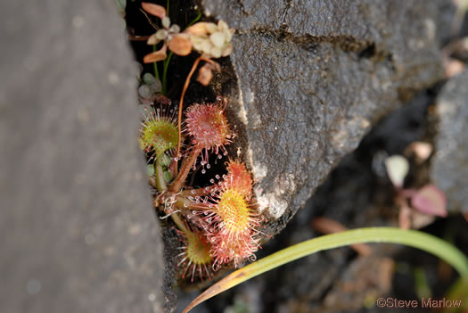 image of Drosera rotundifolia, Roundleaf Sundew