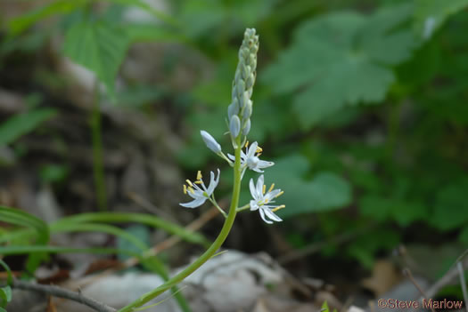 image of Camassia scilloides, Wild Hyacinth, Eastern Camas Lily, Quamash Lily