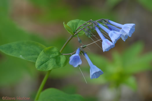 image of Mertensia virginica, Virginia Bluebells, Virginia Cowslip