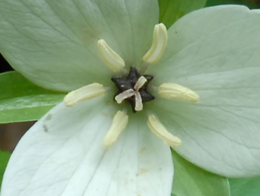 Trillium simile, Sweet White Trillium, Confusing Trillium, Jeweled Trillium