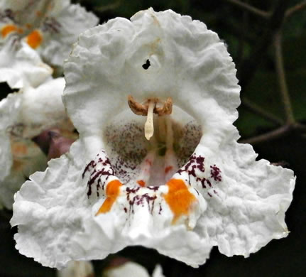 image of Catalpa bignonioides, Southern Catalpa, Fishbait Tree, Cigar Tree