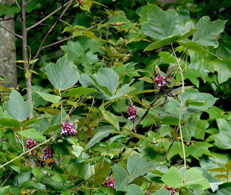 image of Pueraria montana var. lobata, Kudzu, Foot-a-Day