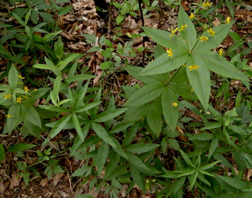 Lysimachia quadrifolia, Whorled Loosestrife