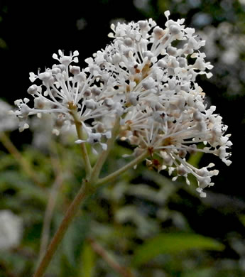 image of Ceanothus americanus var. americanus, Common New Jersey Tea, Redroot, Northeastern Ceanothus