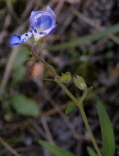 image of Trichostema setaceum, Narrowleaf Blue Curls