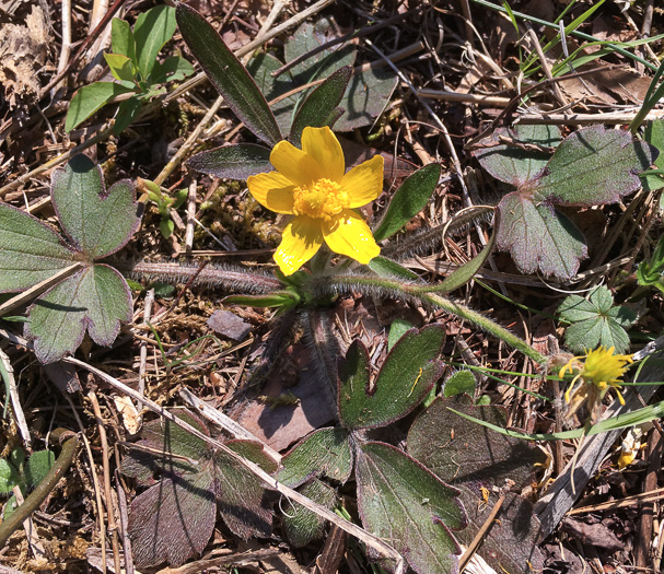 image of Ranunculus hispidus, Hispid Buttercup, Hairy Buttercup