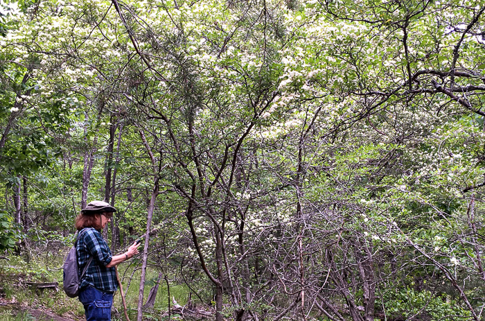 image of Crataegus spathulata, Littlehip Hawthorn, Spatulate Haw