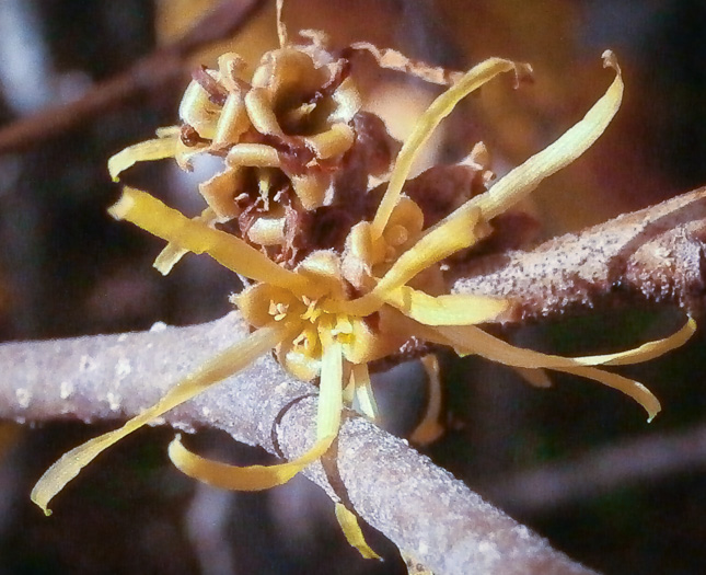 Northern Witch-hazel