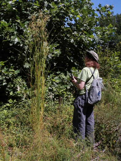 image of Scirpus expansus, Woodland Bulrush