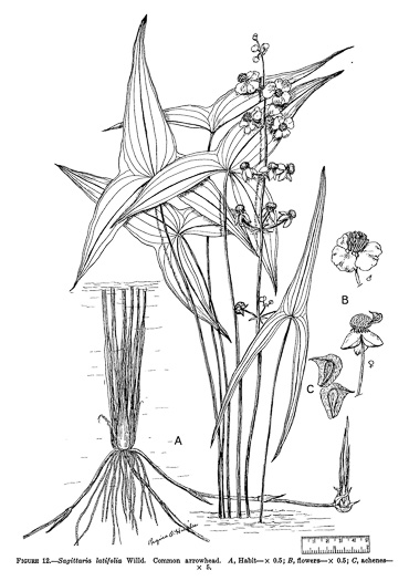 image of Sagittaria latifolia +, Broadleaf Arrowhead, Duck Potato, Common Arrowhead