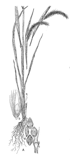 image of Setaria faberi, Nodding Foxtail Grass, Giant Foxtail-grass, Chinese Foxtail