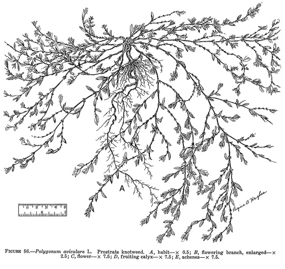 image of Polygonum aviculare ssp. aviculare, Prostrate Knotweed