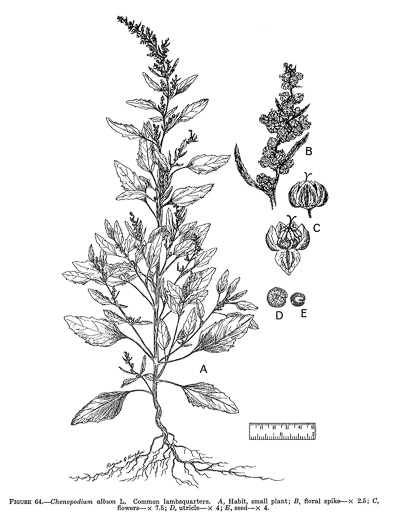 image of Chenopodium album var. album, Lambsquarters, Pigweed