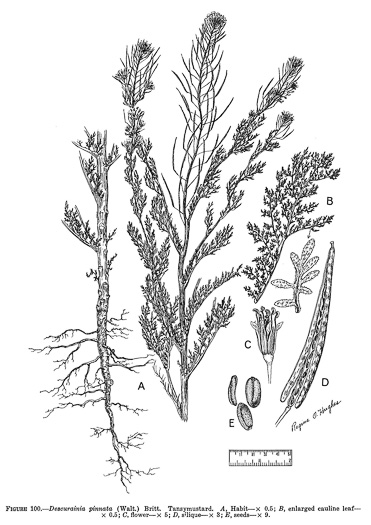 image of Descurainia pinnata var. pinnata, Southeastern Tansy-mustard