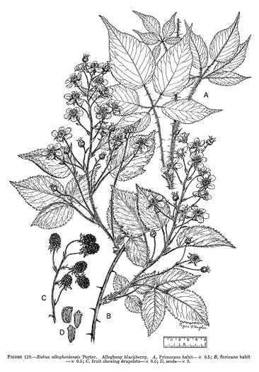 image of Rubus allegheniensis var. allegheniensis, Allegheny Blackberry