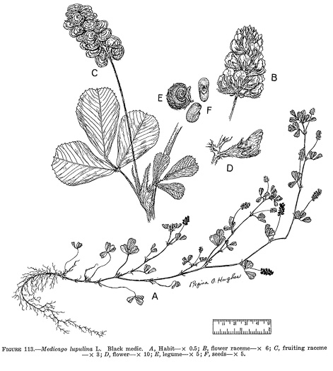 image of Medicago lupulina, Black Medick, Yellow Trefoil