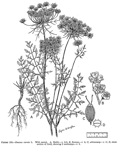 image of Daucus carota ssp. carota, Queen Anne's Lace, Wild Carrot, Bird's Nest