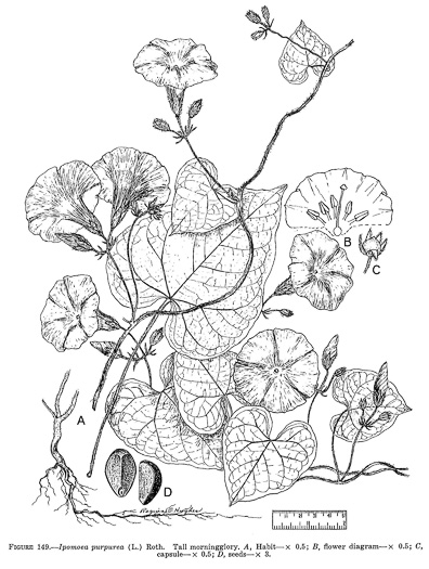 image of Ipomoea purpurea, Common Morning Glory