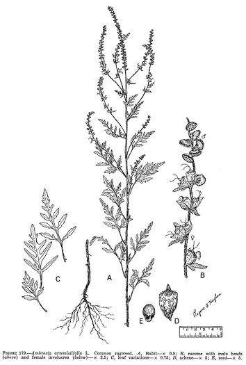 image of Ambrosia artemisiifolia, Annual Ragweed, Common Ragweed, Hogweed