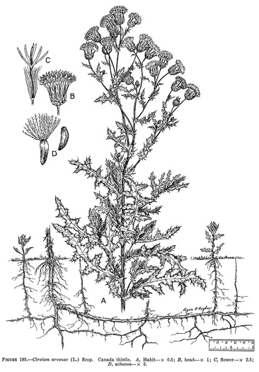 image of Cirsium arvense, Canada Thistle, Field Thistle