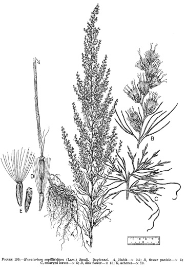 image of Eupatorium capillifolium, Common Dog-fennel, Summer Cedar, Yankeeweed, Cypressweed