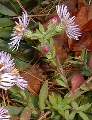 image of Ampelaster carolinianus, Climbing Aster