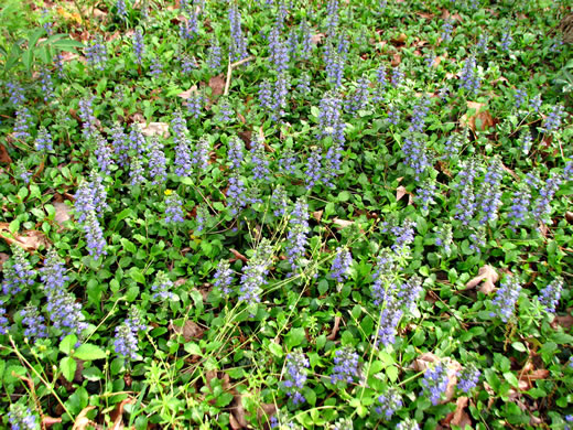 image of Ajuga reptans, Carpet Bugle, Bugle-weed